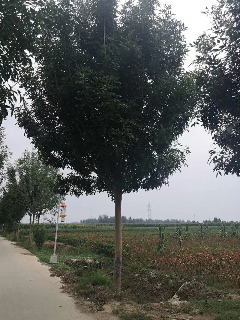 出售精品路树白蜡13-16公分