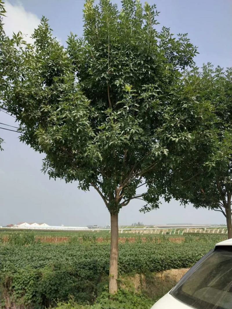 出售精品路树白蜡13-16公分