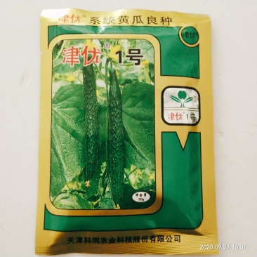 黄瓜种子油亮型皇黄瓜品种种子杂交品种青皮青瓤种子