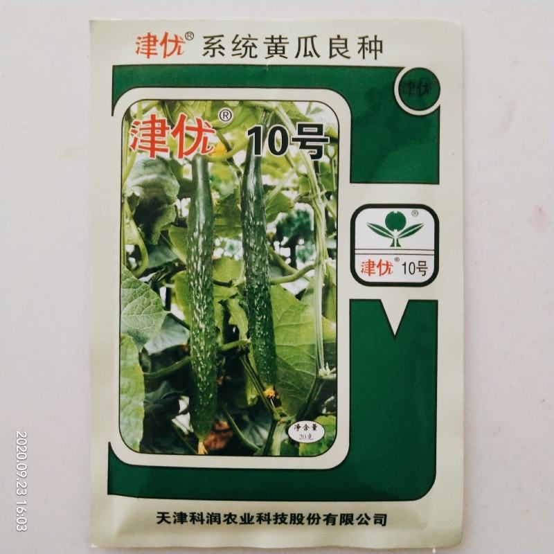 黄瓜种子油亮型皇黄瓜品种种子杂交品种青皮青瓤种子