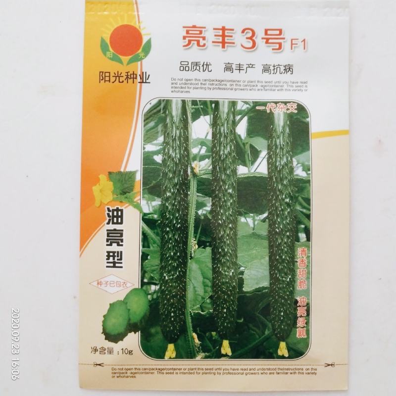 黄瓜种子油亮型皇黄瓜品种种子杂交品种青皮青瓤种子