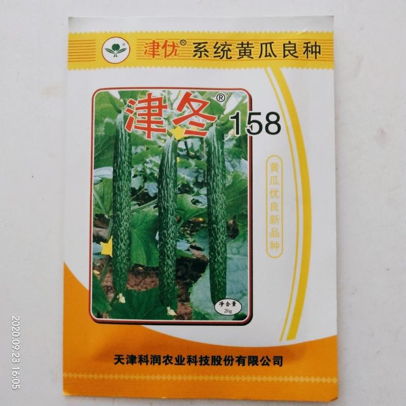 黄瓜种子油亮型皇黄瓜品种种子杂交品种青皮青瓤种子