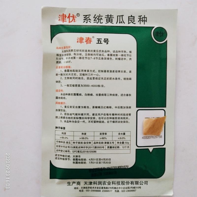 黄瓜种子油亮型皇黄瓜品种种子杂交品种青皮青瓤种子
