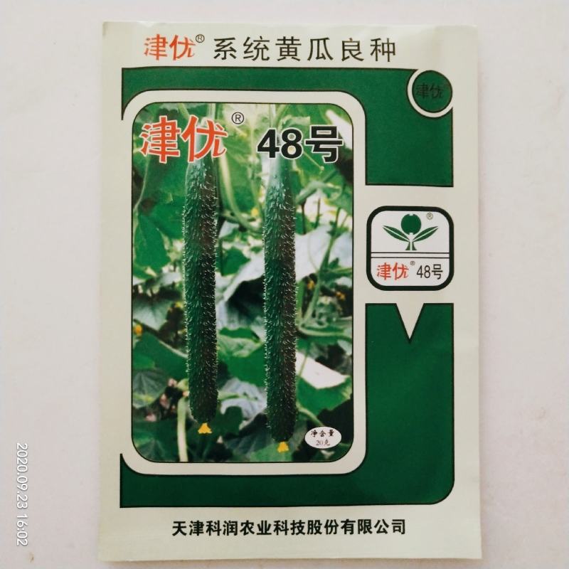 黄瓜种子油亮型皇黄瓜品种种子杂交品种青皮青瓤种子
