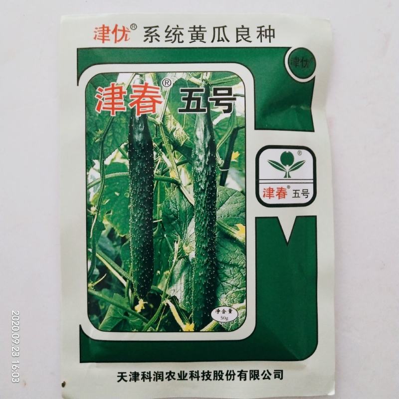 黄瓜种子油亮型皇黄瓜品种种子杂交品种青皮青瓤种子