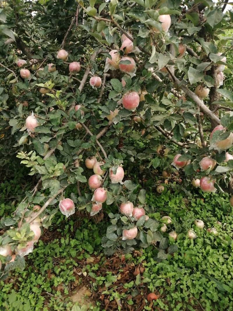 徐州丰县大沙河百果园苹果基地，口感甜脆，色泽鲜艳