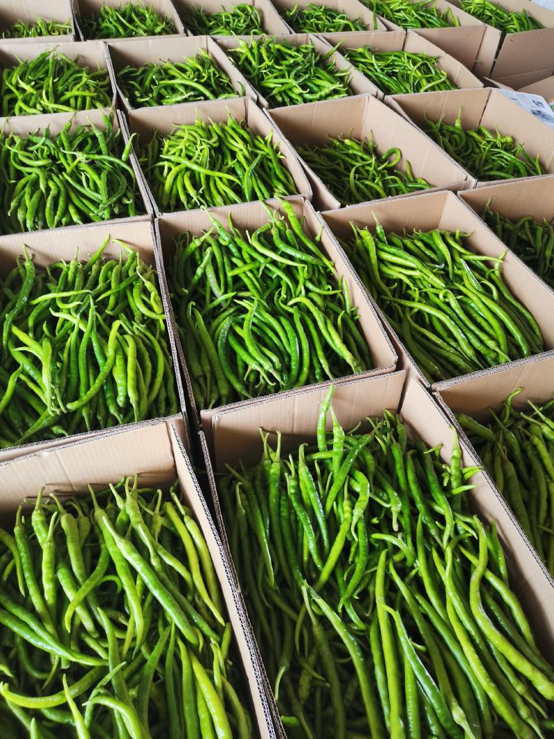 【精品】线椒青黄皮线椒青皮线椒二荆条15~20厘米特辣