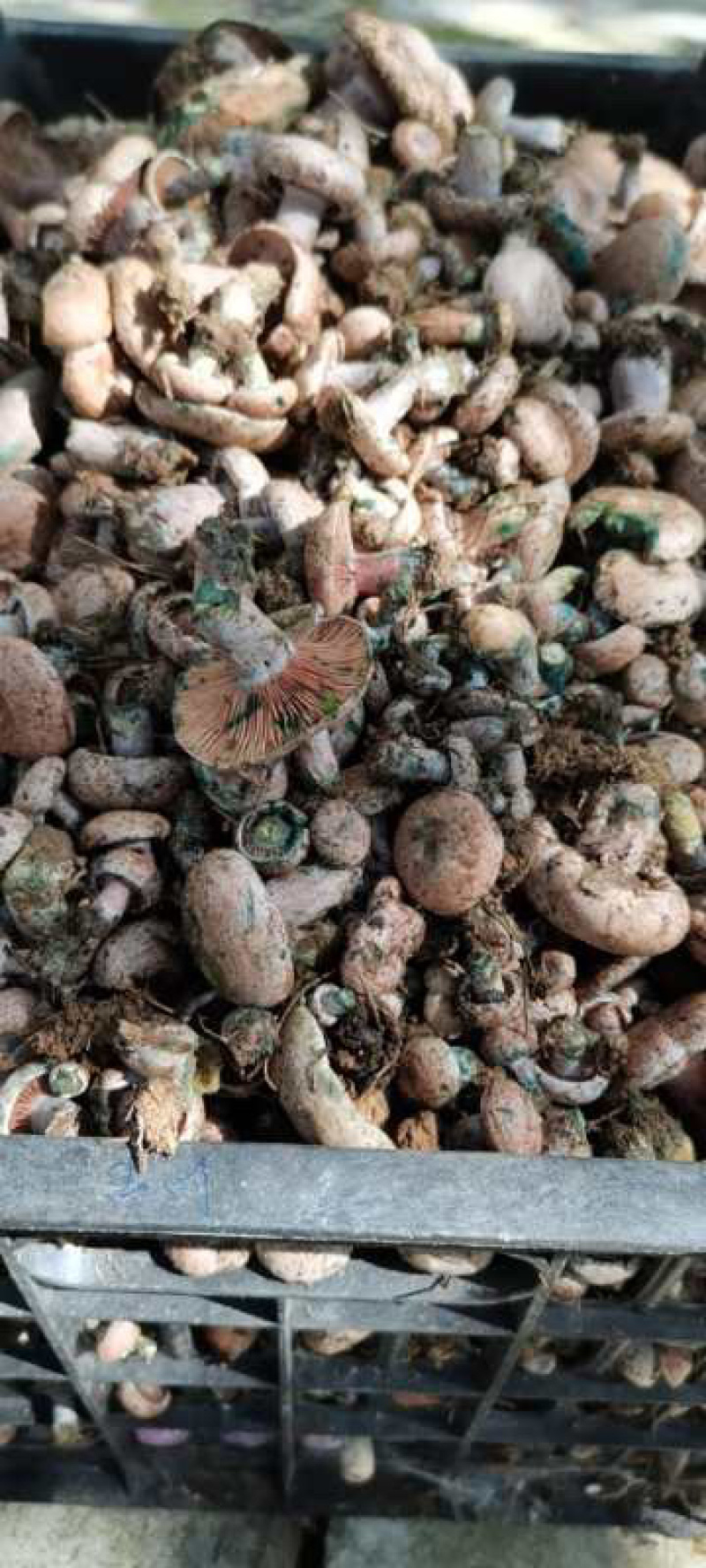 松菌寒菌，野生菌出货了，需要的联系
