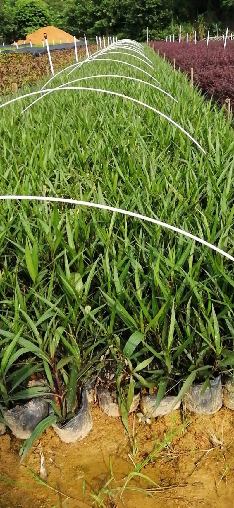 翠芦莉七斤袋翠芦莉精品翠芦莉