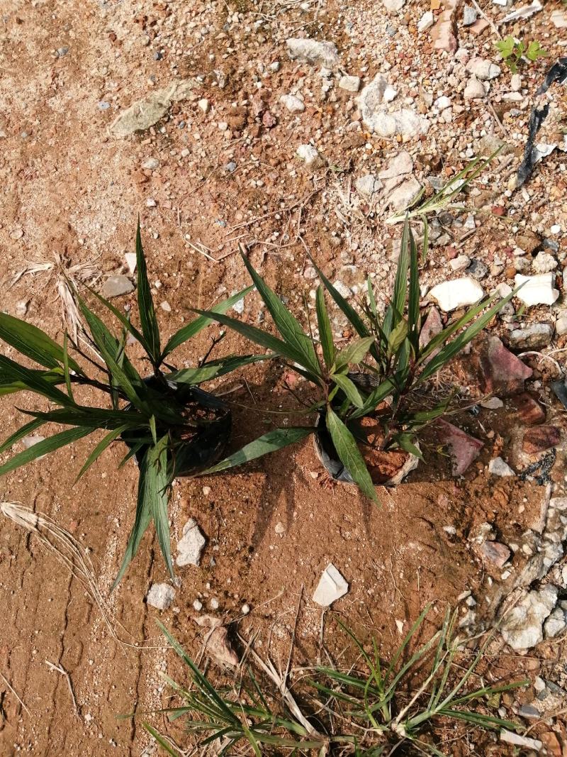 翠芦莉七斤袋翠芦莉精品翠芦莉