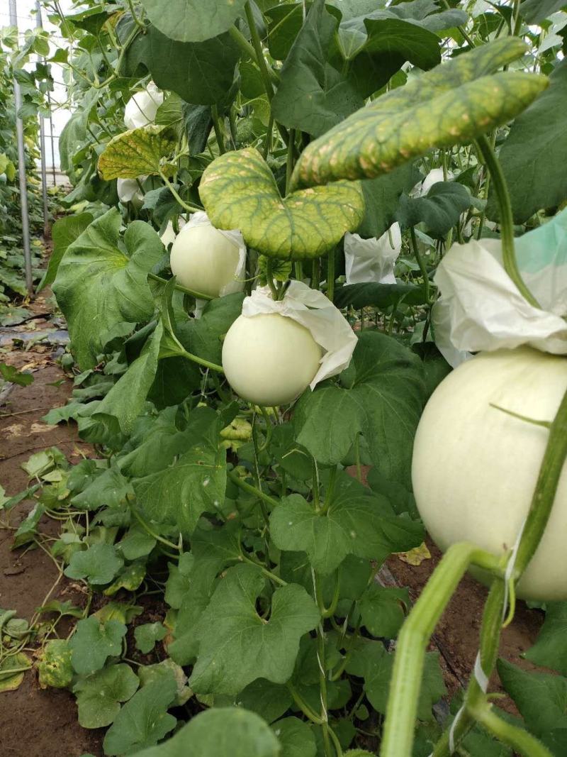 愽洋九脆甜，玉菇甜瓜，长年有货。