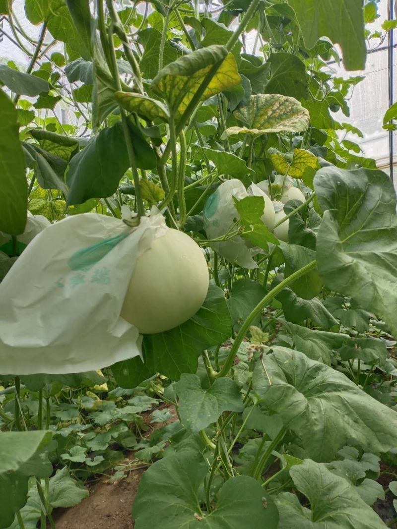 愽洋九脆甜，玉菇甜瓜，长年有货。