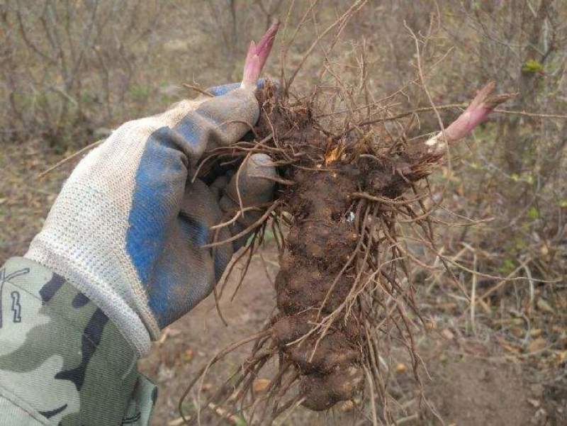 承德丰宁纯野生苍术药栽预售中
