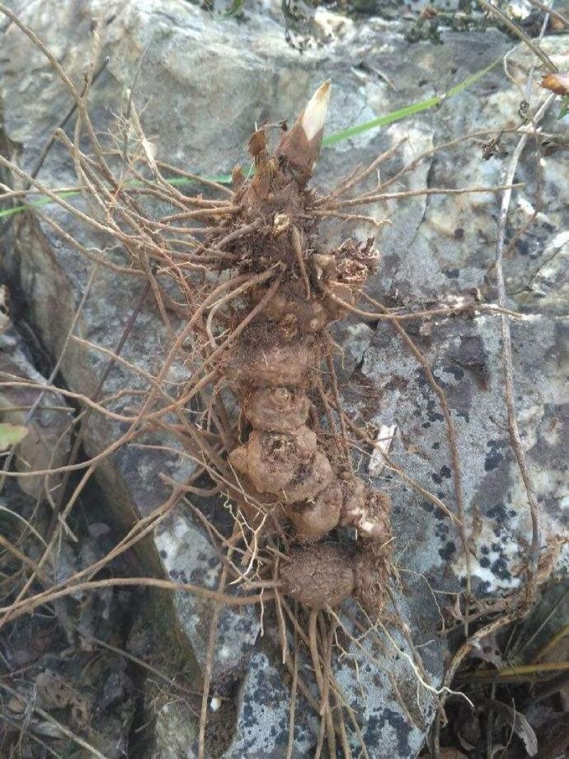 承德丰宁纯野生苍术药栽预售中