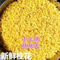 干桂花，新鲜桂花，丹桂花，无硫花，一级二级三级干桂花