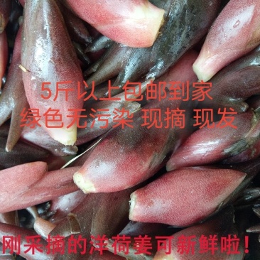 野生原生态洋荷姜现挖现发货原产地直销，