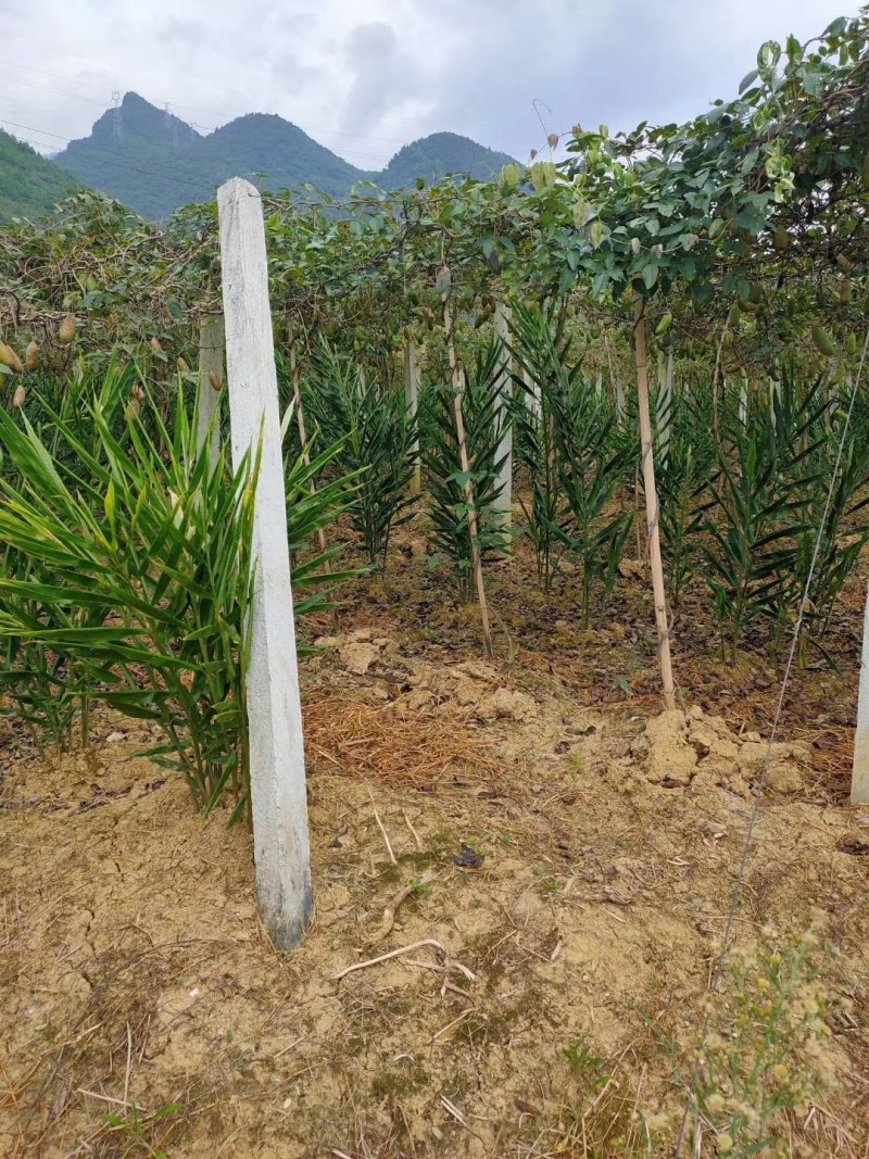 野生原生态洋荷姜现挖现发货原产地直销，