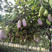八月瓜野生水果自家的果园