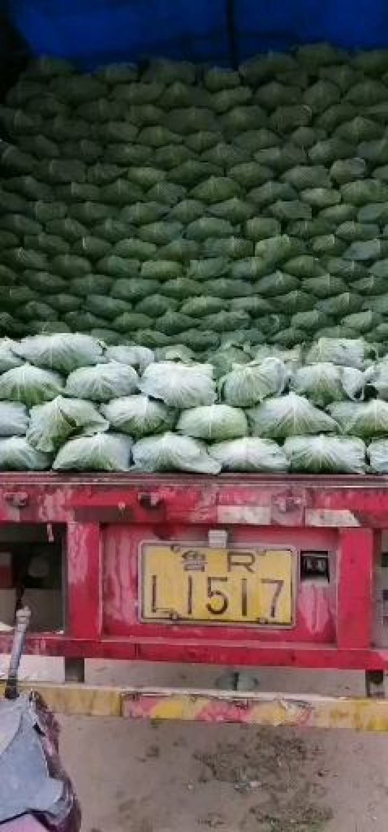 京丰一号包菜，绿度高，适应各批发市场加工厂。