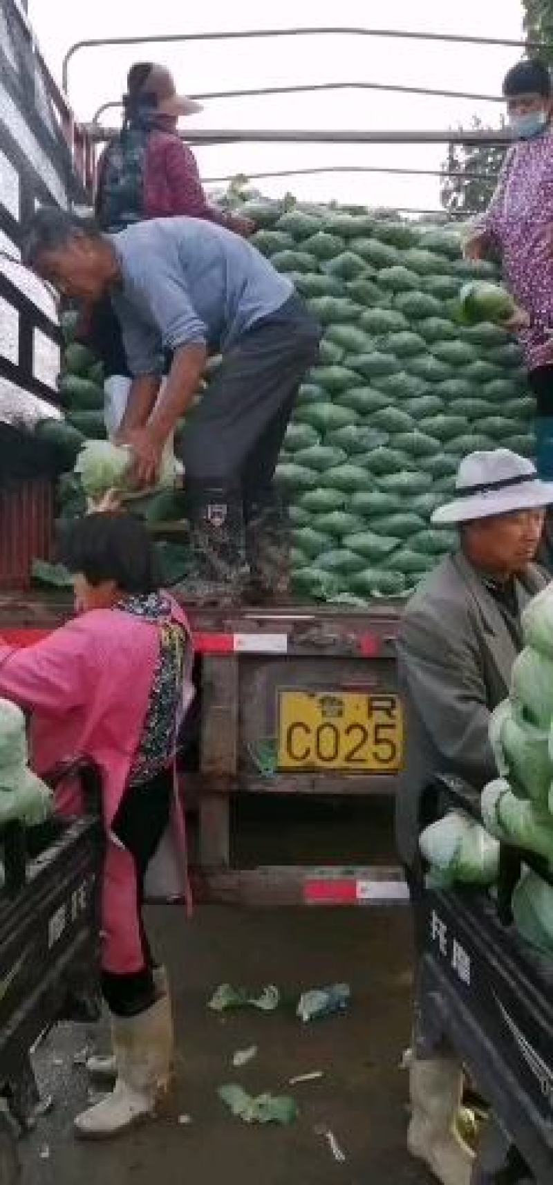 京丰一号包菜，绿度高，适应各批发市场加工厂。
