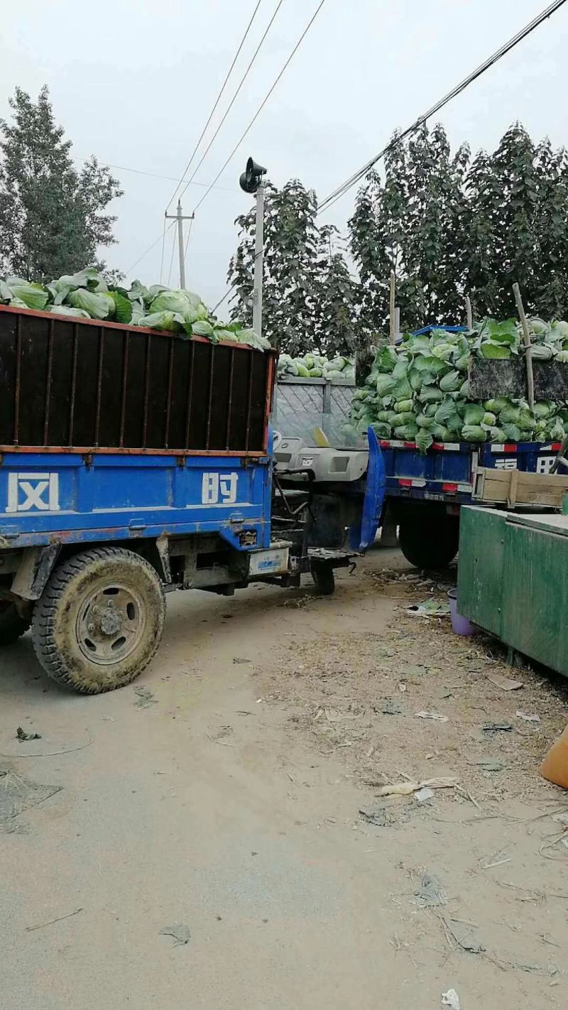 京丰一号包菜，绿度高，适应各批发市场加工厂。