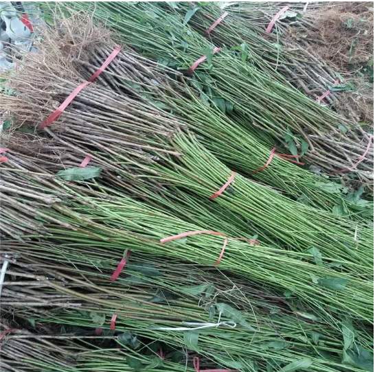 电商团队正在打包临朐518油桃,准备发往全国各地 临朐油桃电商发货现场