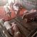 山东大型猪场全国包送任意挑选，防疫齐全包死亡包回收