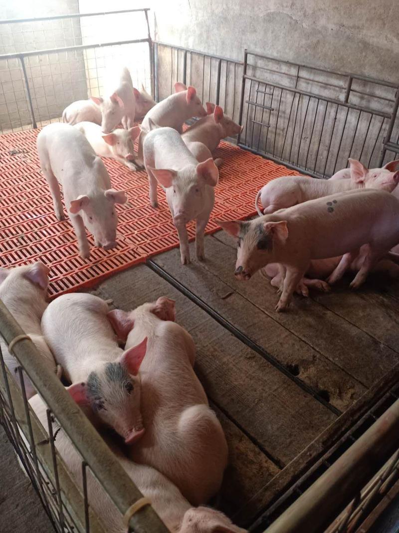 山东大型猪场全国包送任意挑选，防疫齐全包死亡包回收