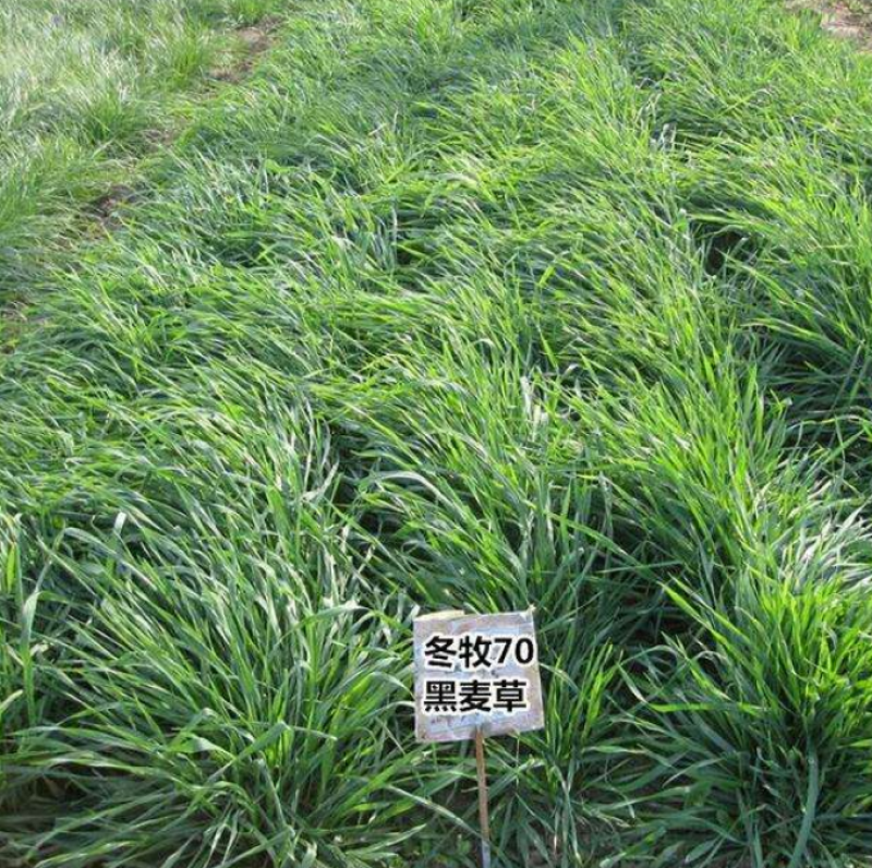 黑麦草种子耐寒黑麦草高产牛羊品种种子