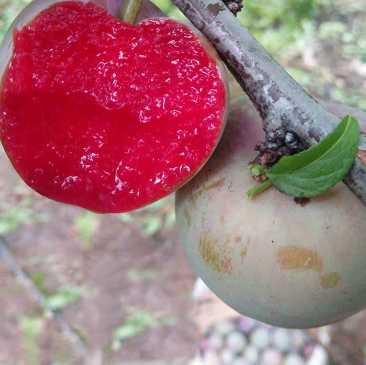 李子裂果特写图