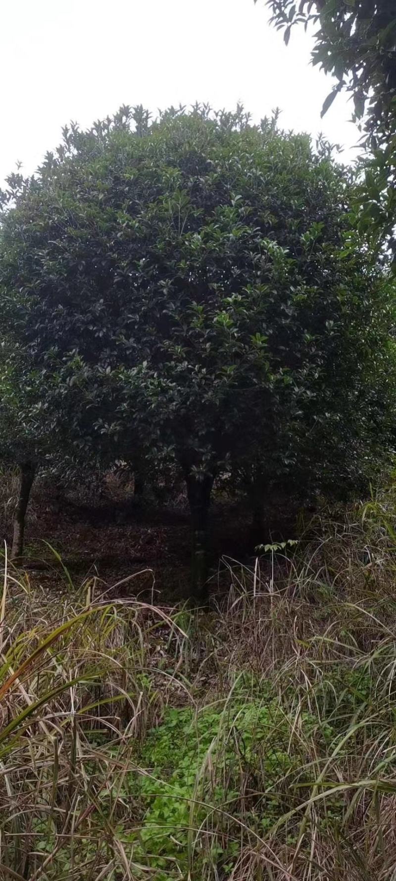 20公分到25公分桂花树，假植苗，断根货，地苗