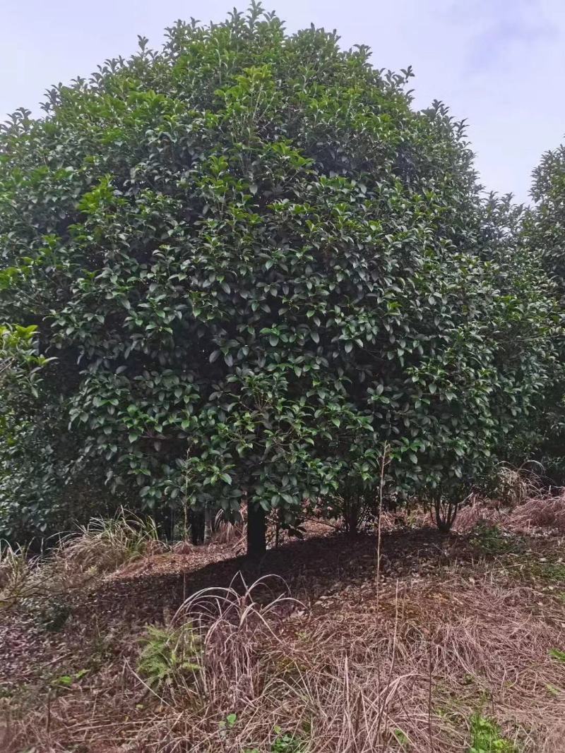 20公分到25公分桂花树，假植苗，断根货，地苗