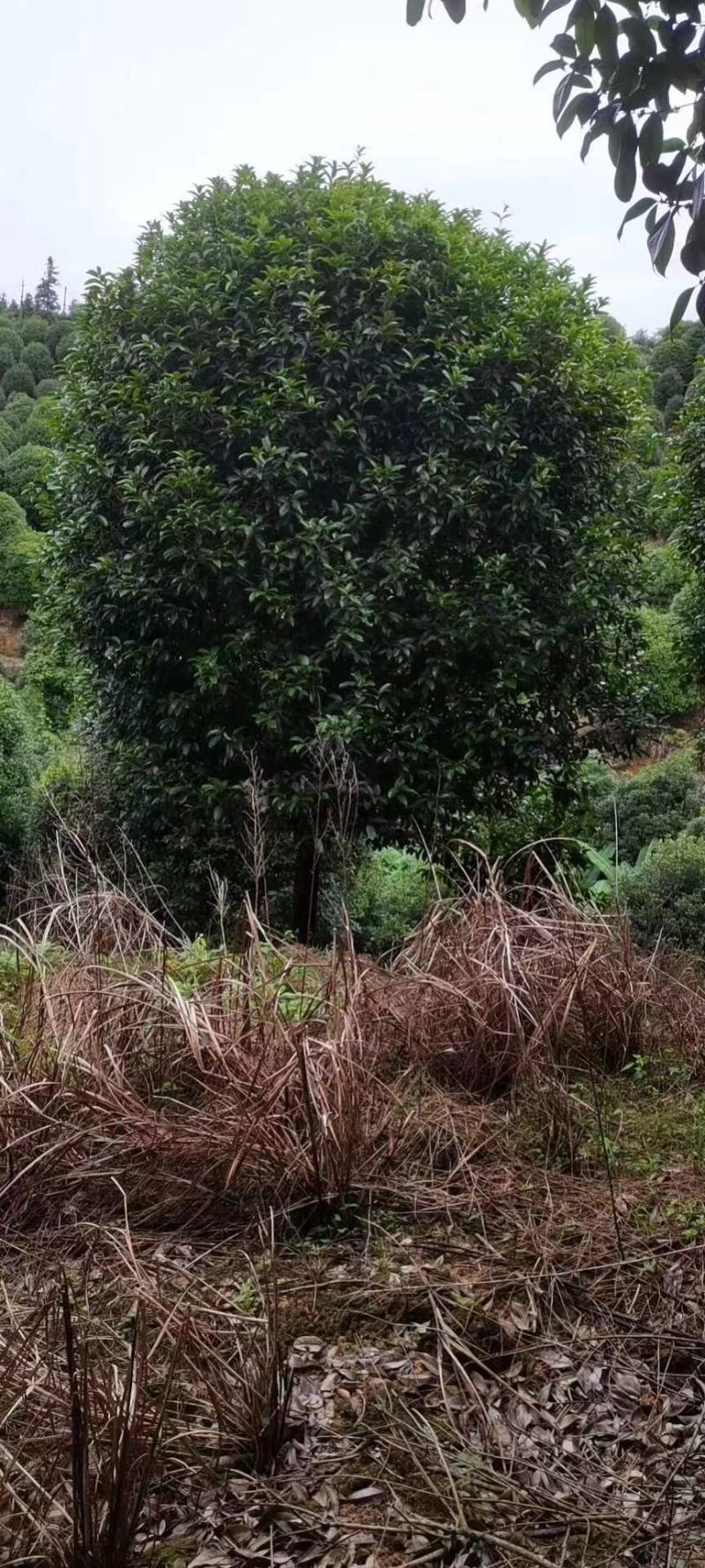 20公分到25公分桂花树，假植苗，断根货，地苗