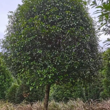 20公分到25公分桂花树，假植苗，断根货，地苗