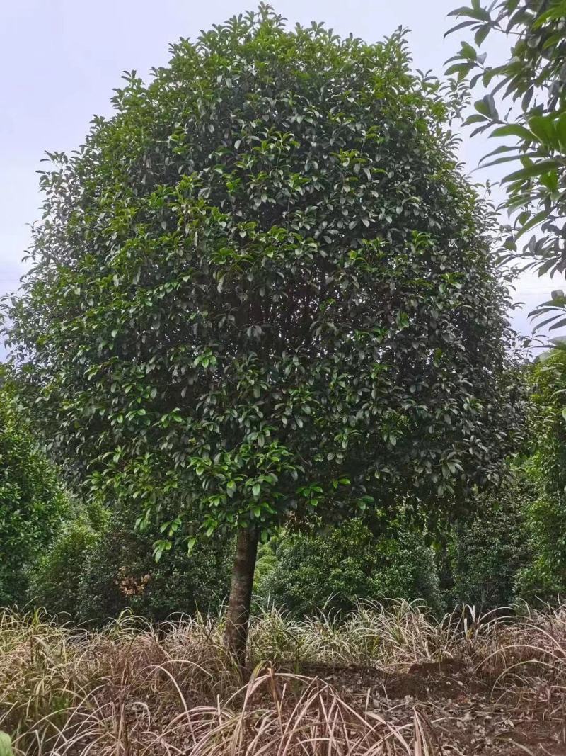 20公分到25公分桂花树，假植苗，断根货，地苗