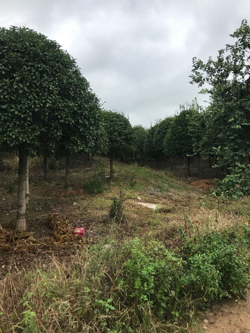 20公分到25公分桂花树，假植苗，断根货，地苗