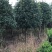 20公分到25公分桂花树，假植苗，断根货，地苗