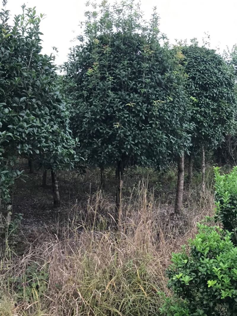 20公分到25公分桂花树，假植苗，断根货，地苗