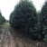20公分到25公分桂花树，假植苗，断根货，地苗
