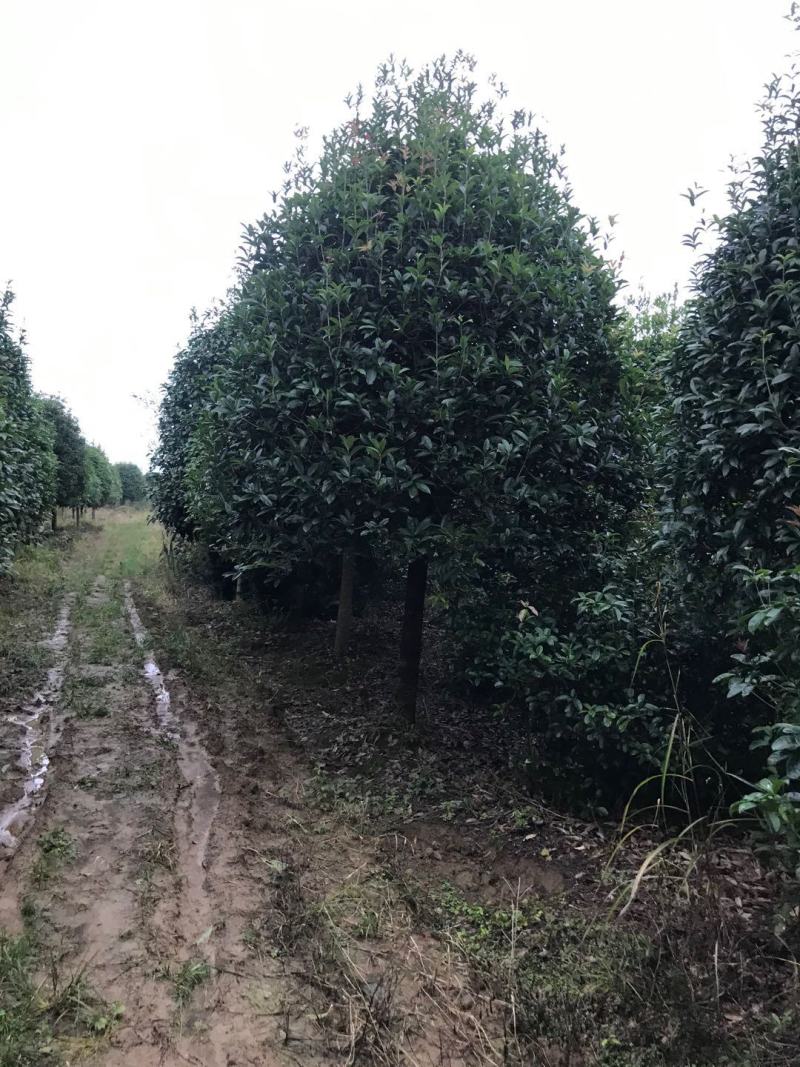 20公分到25公分桂花树，假植苗，断根货，地苗