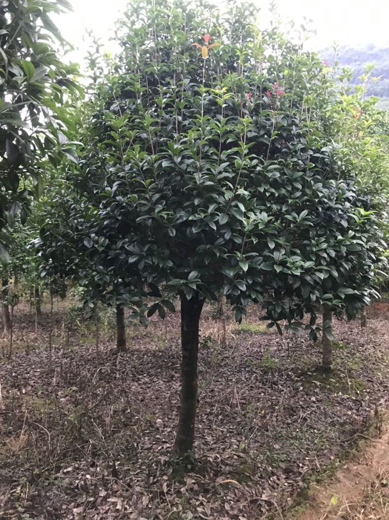 20公分到25公分桂花树，假植苗，断根货，地苗