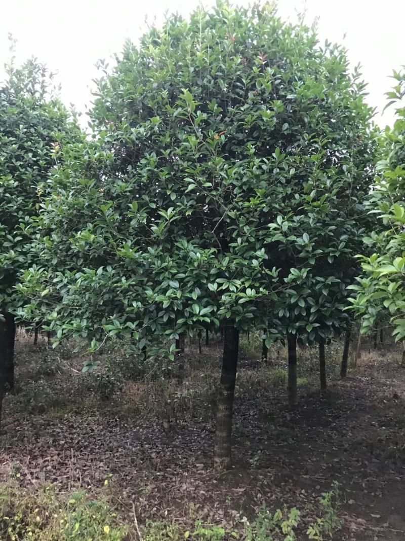 断根桂花树熟货12公分15公分18公分20公分