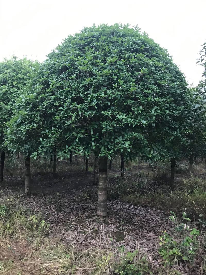 断根桂花树熟货12公分15公分18公分20公分