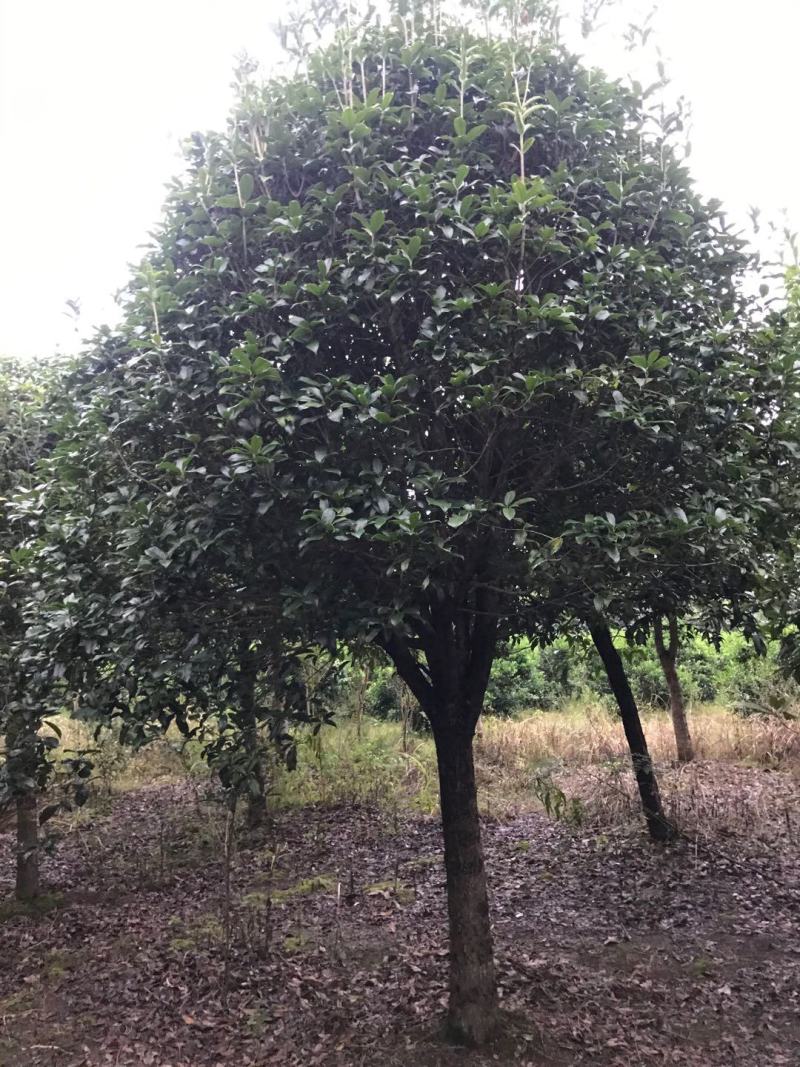 断根桂花树熟货12公分15公分18公分20公分
