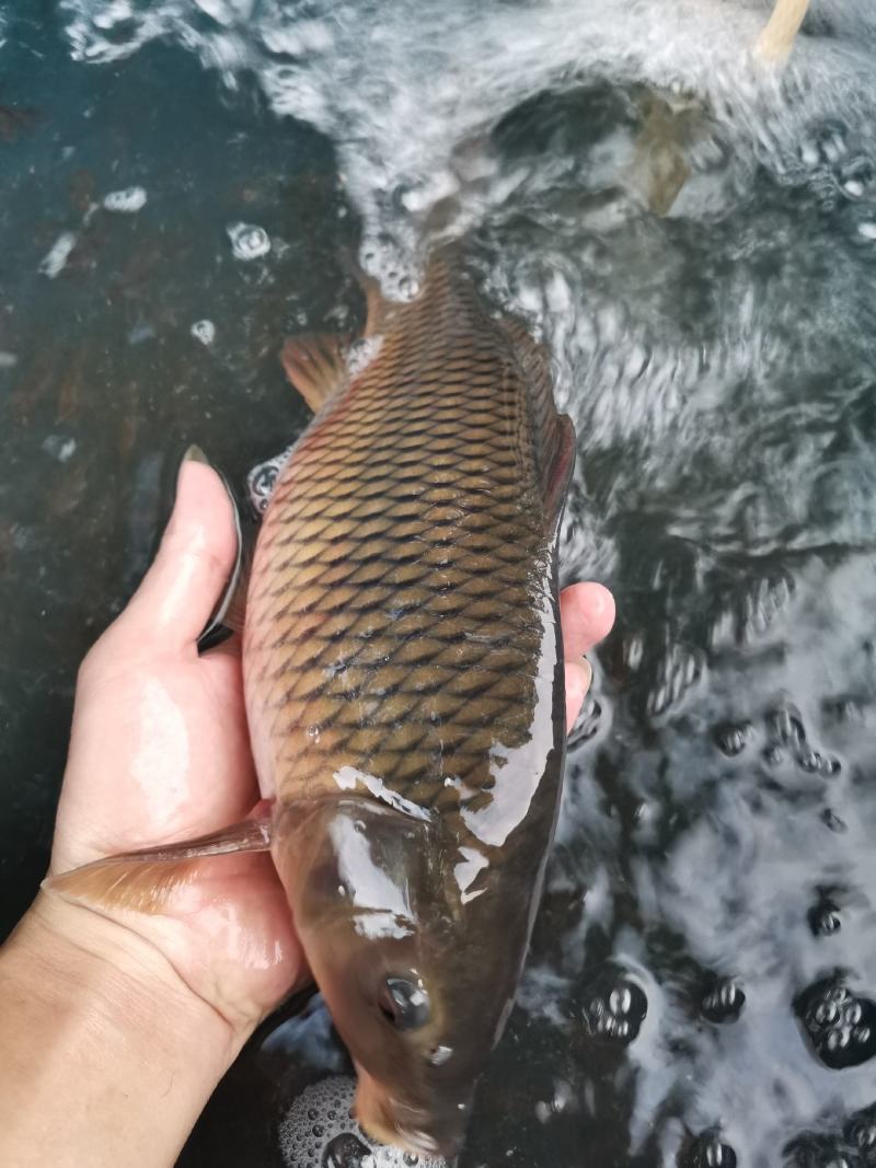 优质良种禾花鲤鱼苗，稻田禾花鲤，场地直销，品种保质保量。
