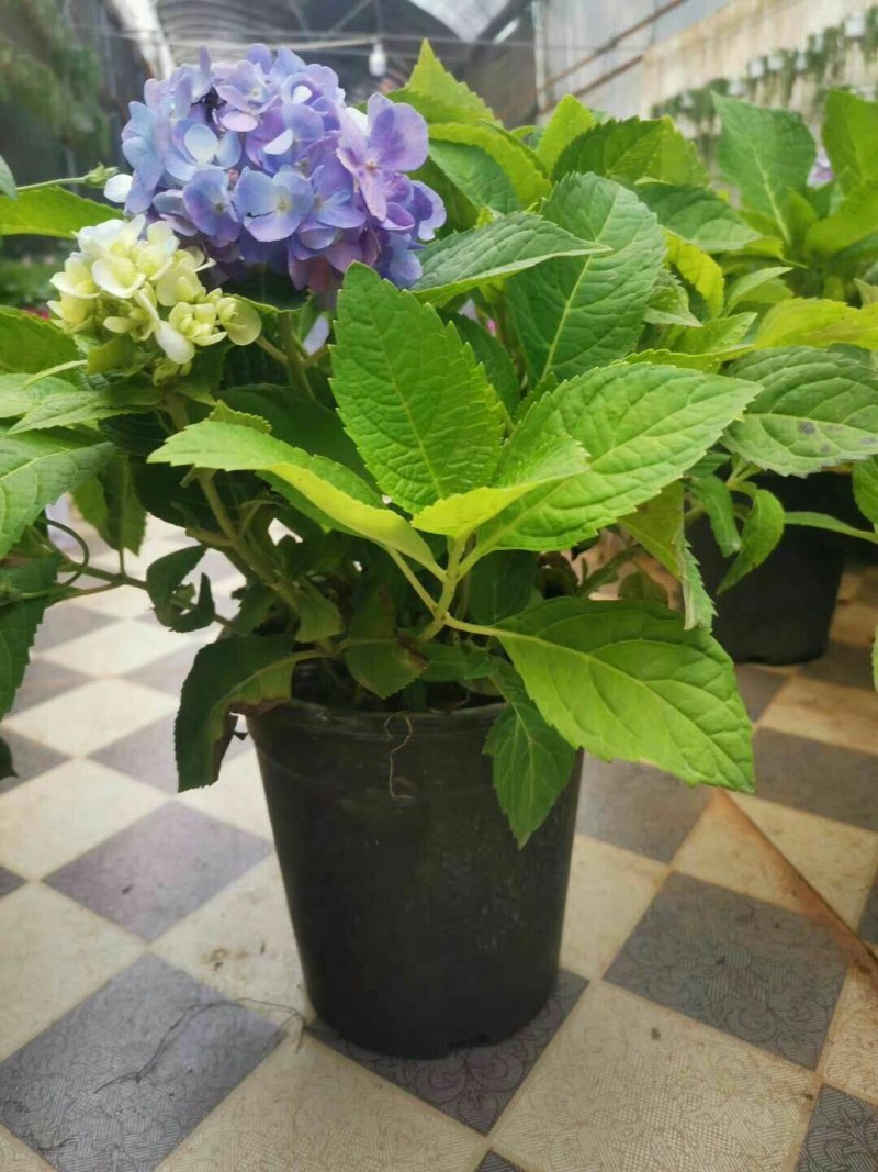 大量出售各种绣球花大苗，小苗，无尽夏，宝蓝，宝塔。木绣球
