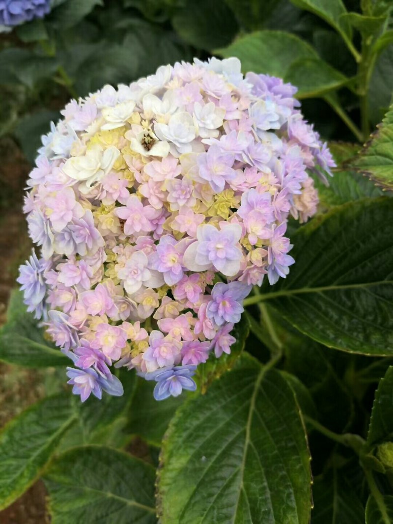 大量出售各种绣球花大苗，小苗，无尽夏，宝蓝，宝塔。木绣球