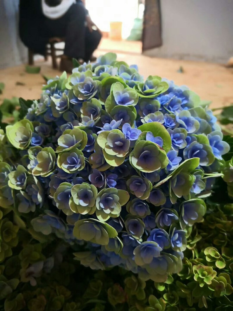 大量出售各种绣球花大苗，小苗，无尽夏，宝蓝，宝塔。木绣球