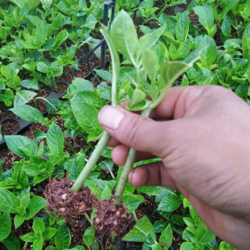 大量出售各种绣球花大苗，小苗，无尽夏，宝蓝，宝塔。木绣球