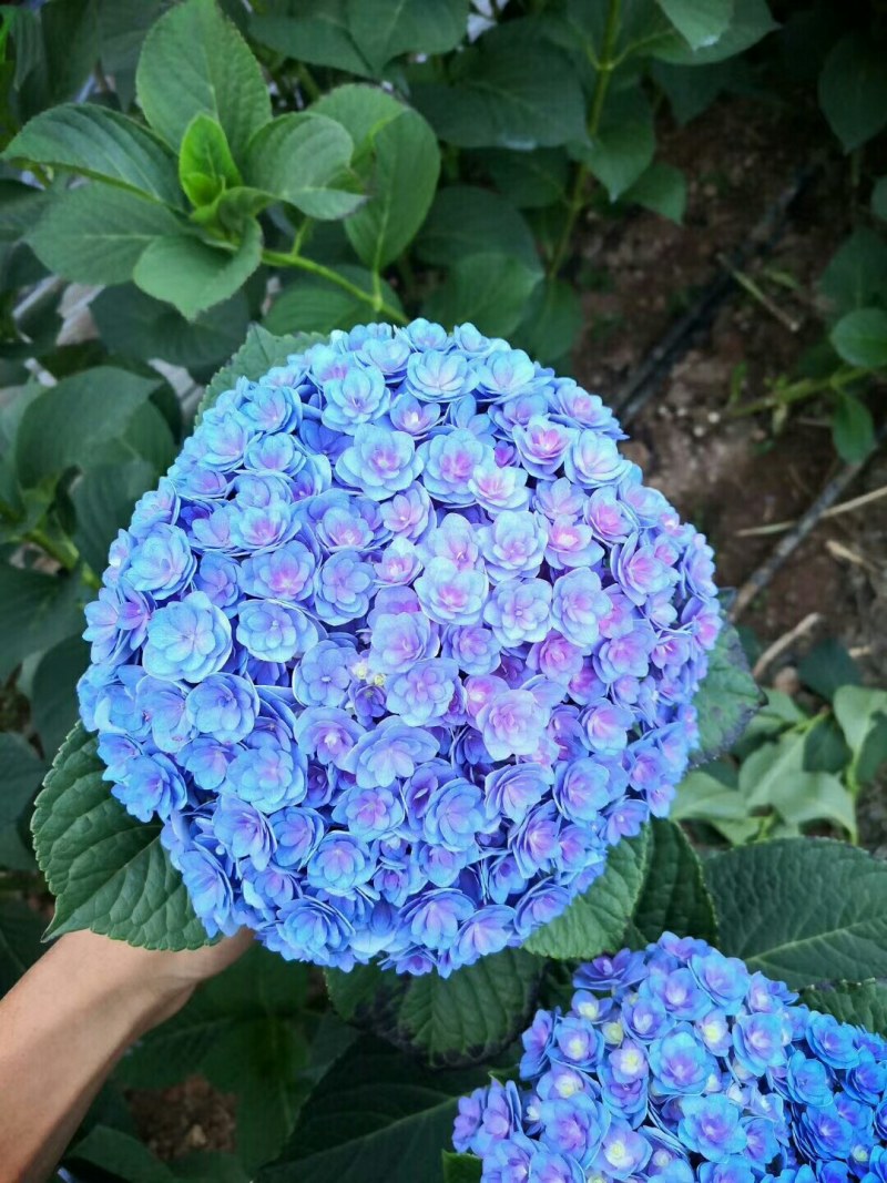 大量出售各种绣球花大苗，小苗，无尽夏，宝蓝，宝塔。木绣球